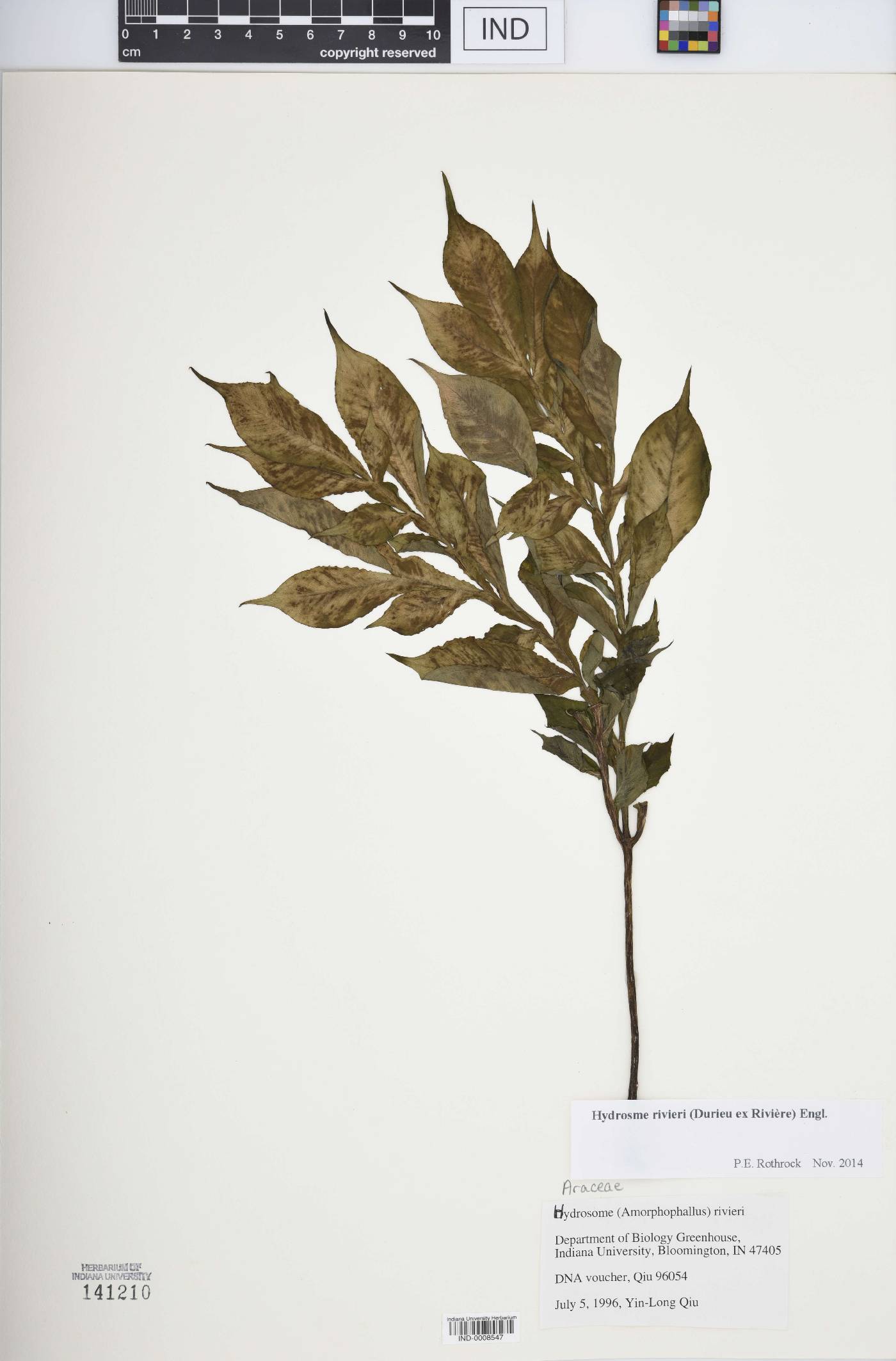 Amorphophallus rivieri image