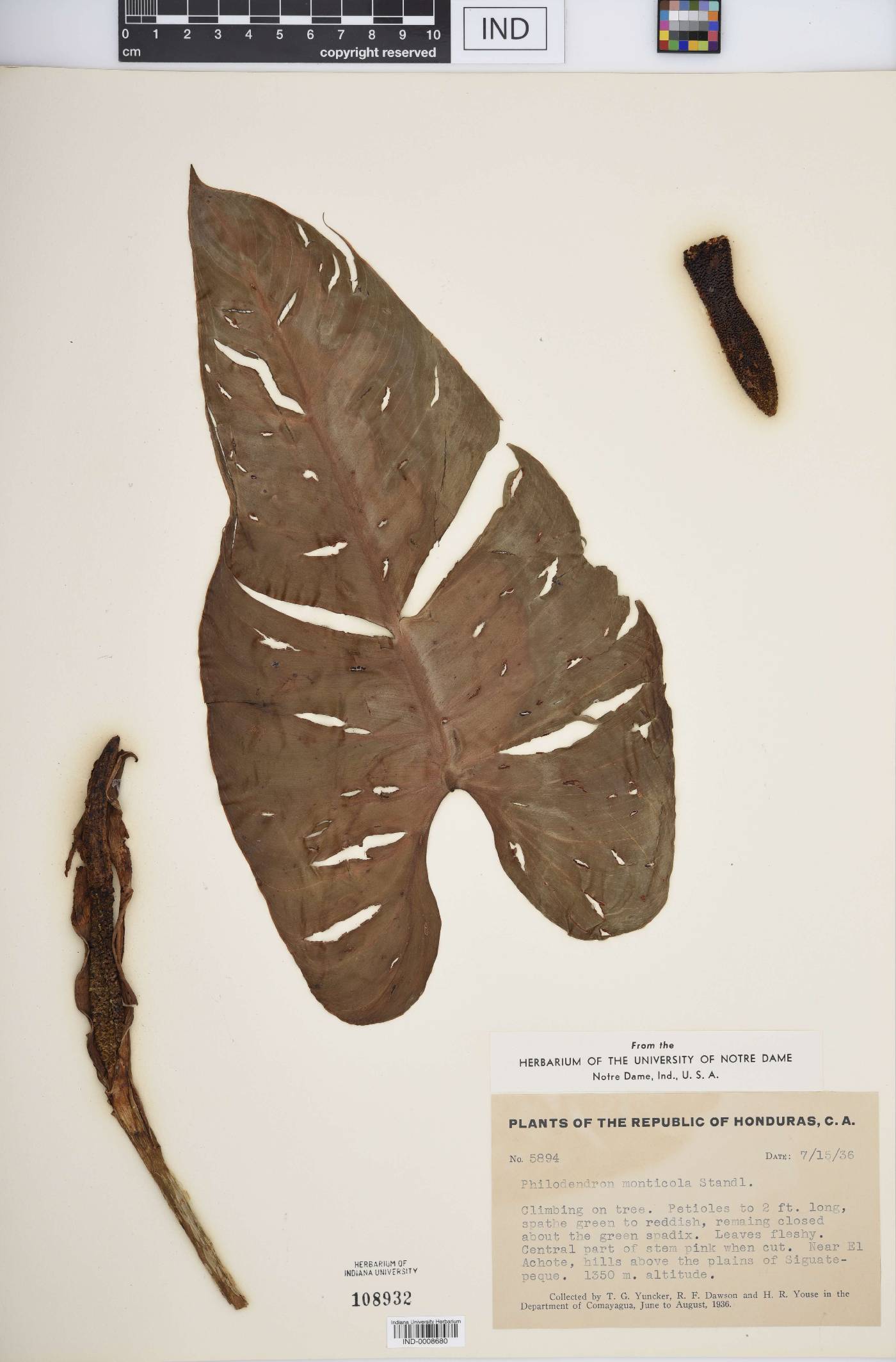 Philodendron advena image