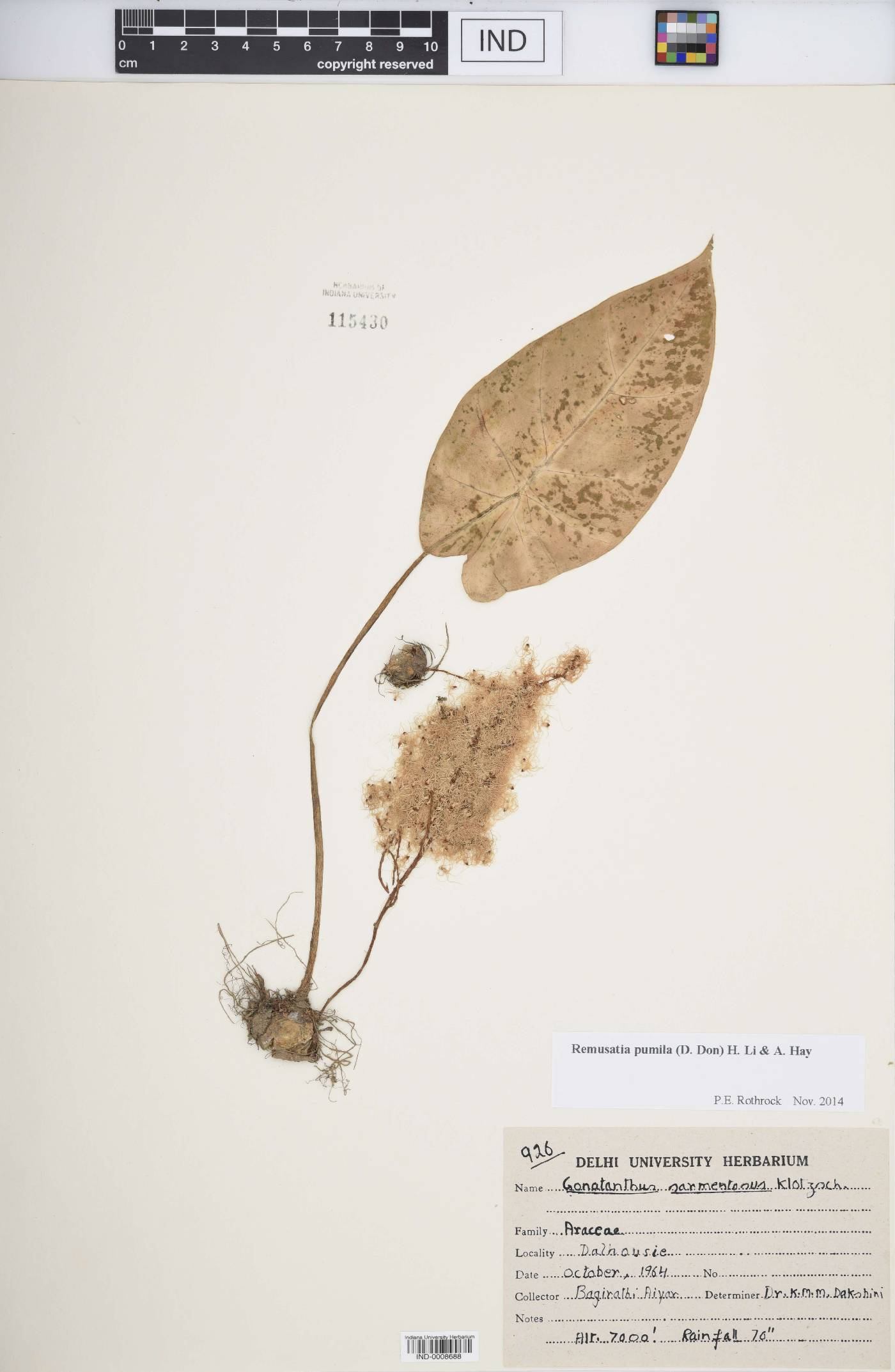 Remusatia image