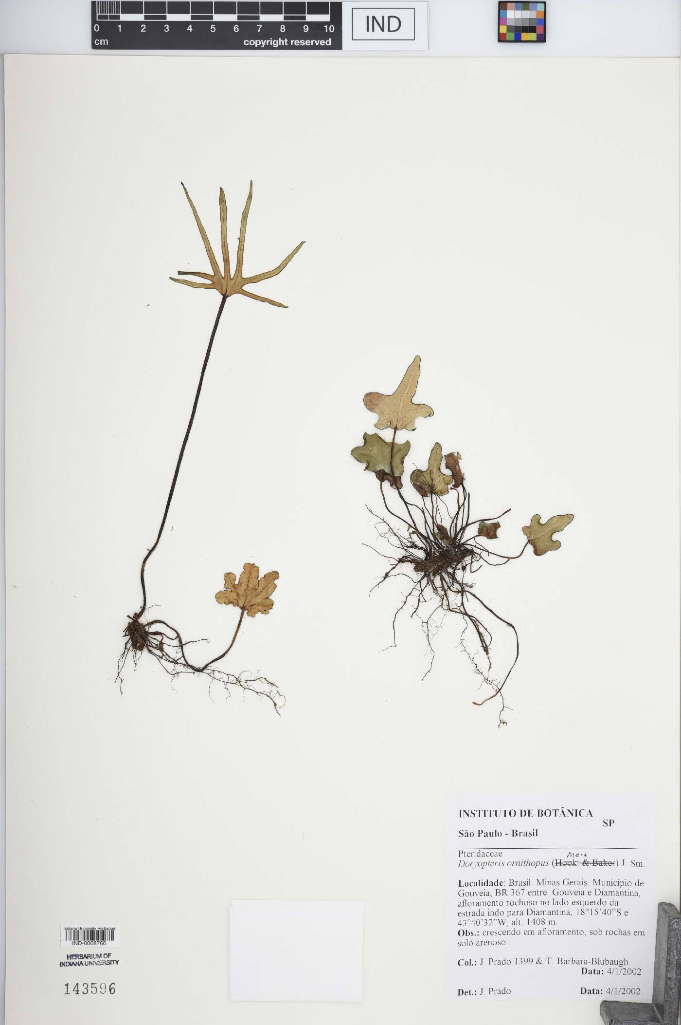 Doryopteris ornithopus image
