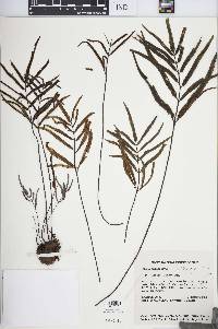 Image of Pellaea riedellii