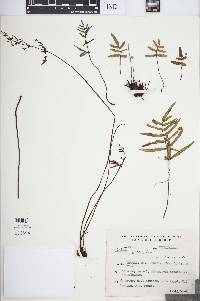 Pellaea riedellii image