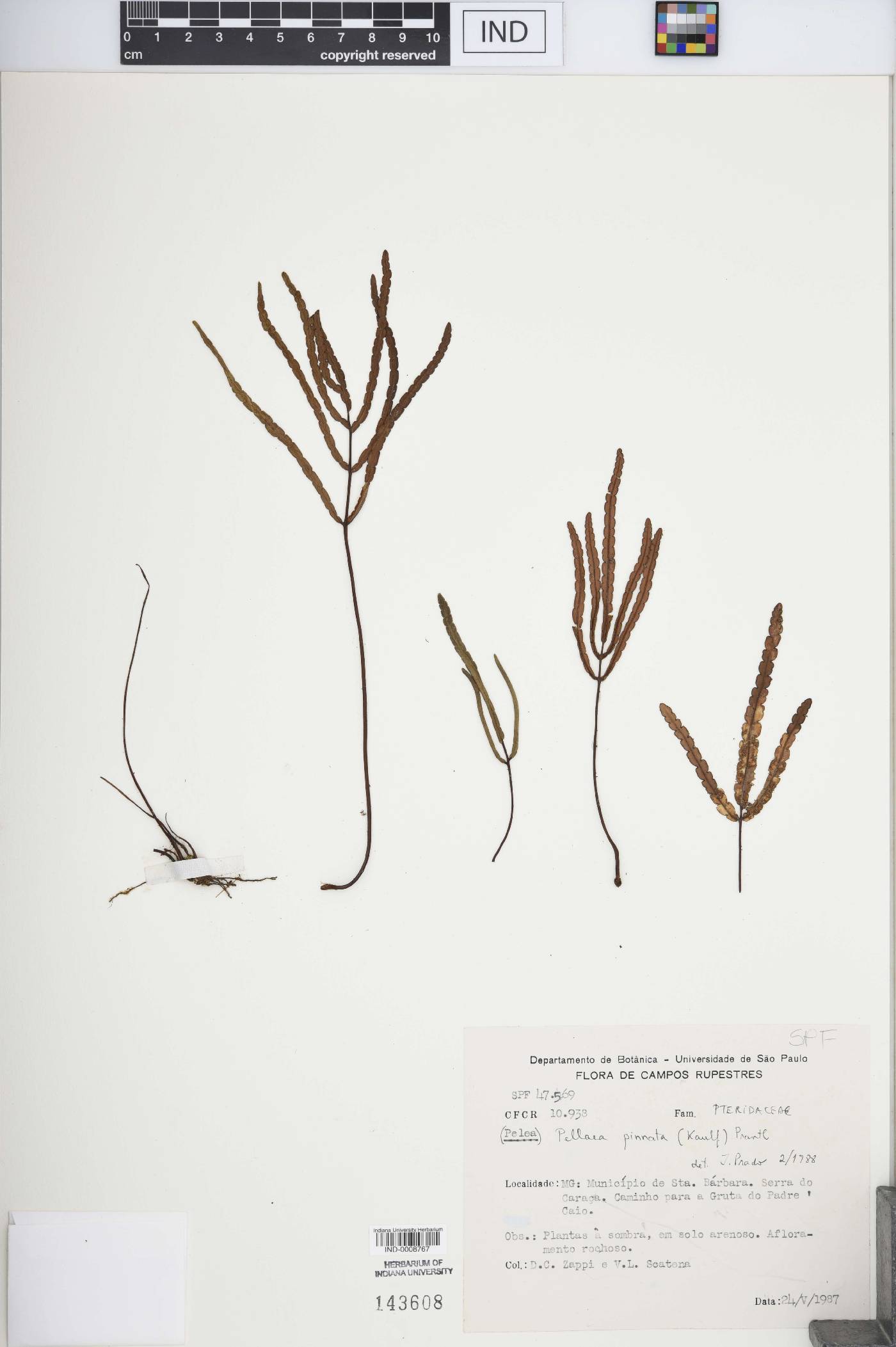 Pellaea pinnata image