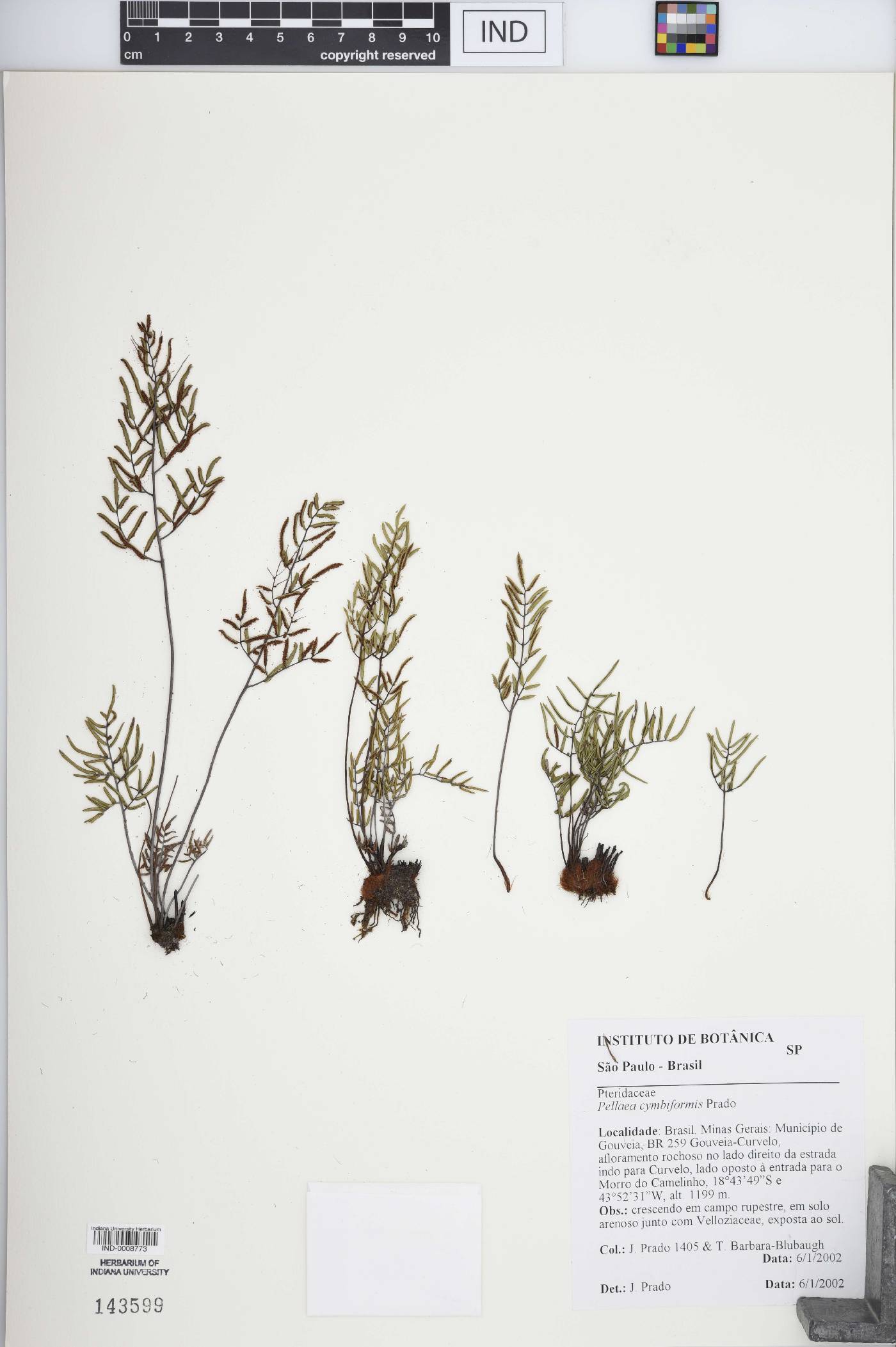 Pellaea cymbiformis image