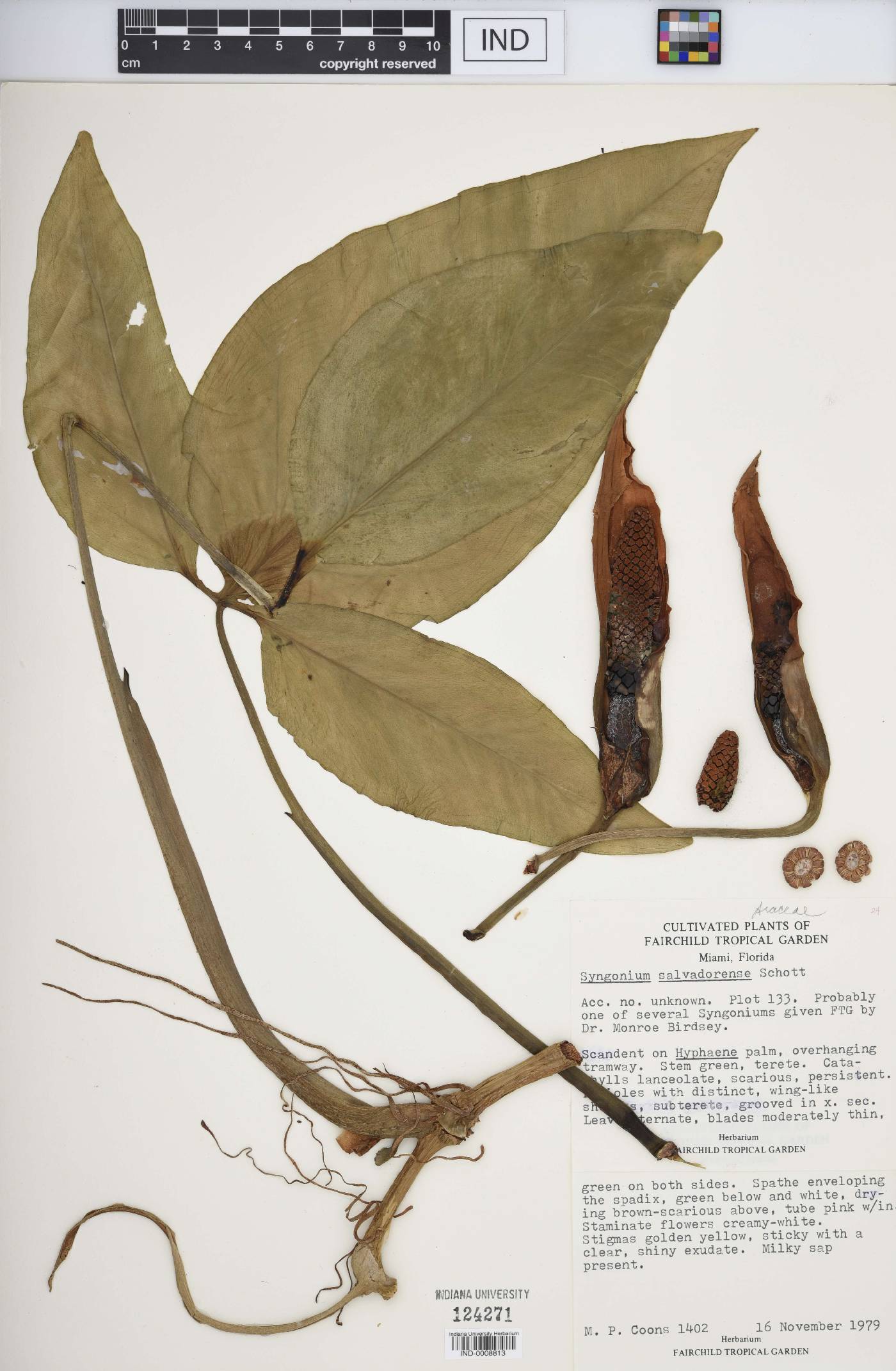 Syngonium salvadorense image
