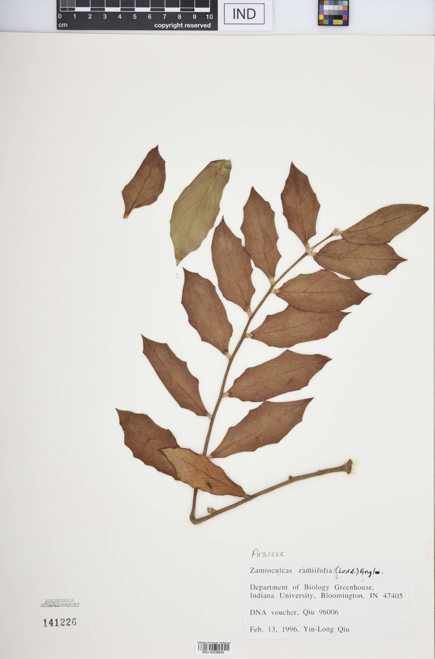 Zamioculcas zamiifolia image