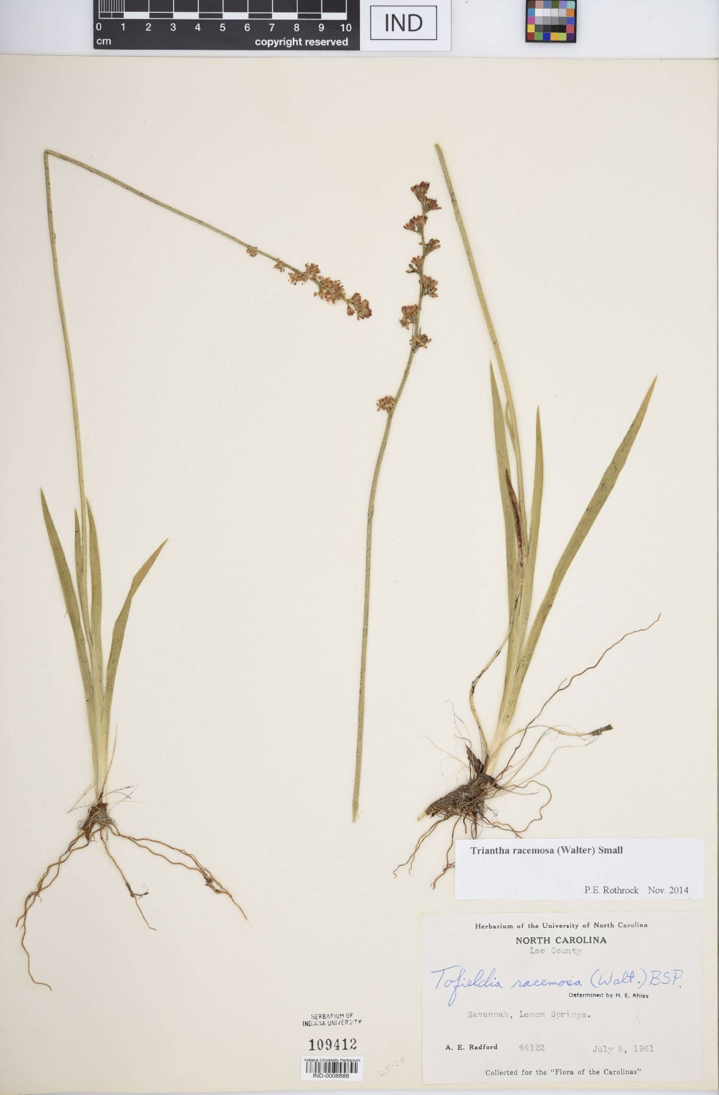 Triantha racemosa image