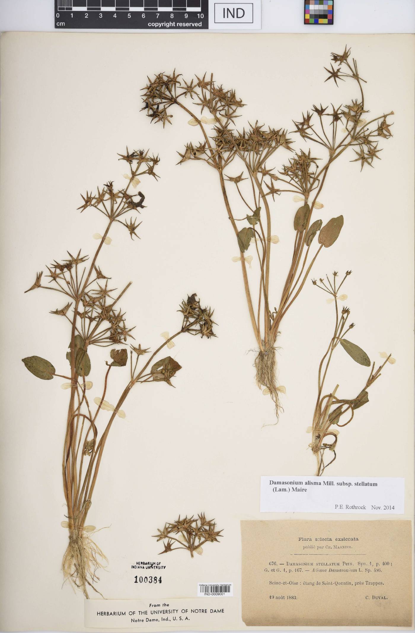 Damasonium alisma subsp. stellatum image