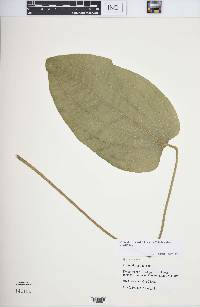 Echinodorus cordifolius image