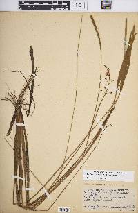 Sagittaria graminea subsp. graminea image