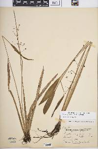 Sagittaria graminea subsp. graminea image