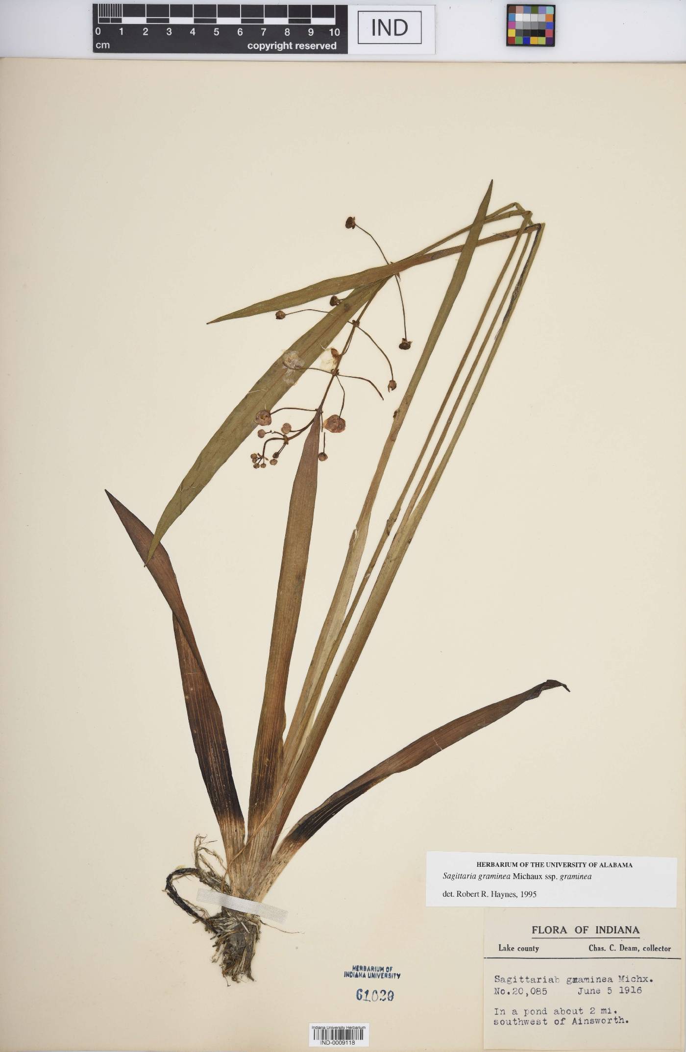 Sagittaria graminea subsp. graminea image