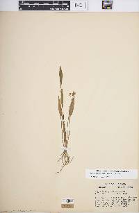 Sagittaria graminea subsp. graminea image