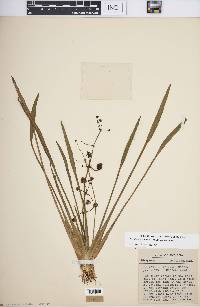 Sagittaria graminea subsp. graminea image