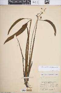 Sagittaria graminea image