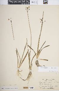 Sagittaria graminea subsp. graminea image