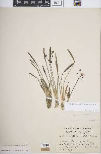 Sagittaria graminea subsp. graminea image