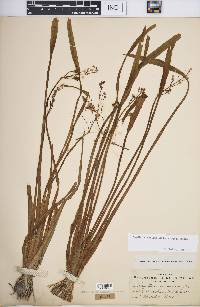 Sagittaria graminea image