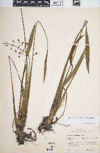 Sagittaria graminea subsp. graminea image