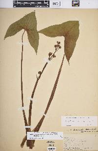 Sagittaria montevidensis subsp. calycina image