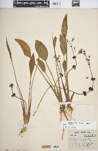 Sagittaria rigida image