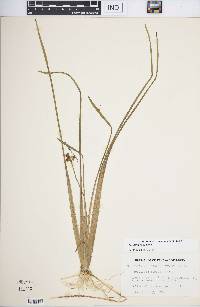 Sagittaria rigida image