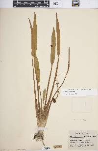 Sagittaria rigida image