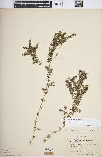 Elodea canadensis image