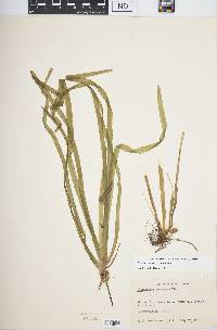 Vallisneria americana image