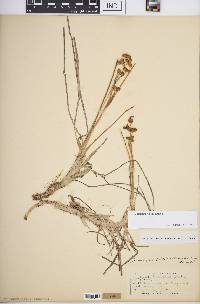 Scheuchzeria palustris image