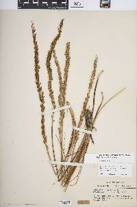 Triglochin maritima image