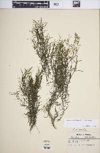 Potamogeton foliosus subsp. foliosus image