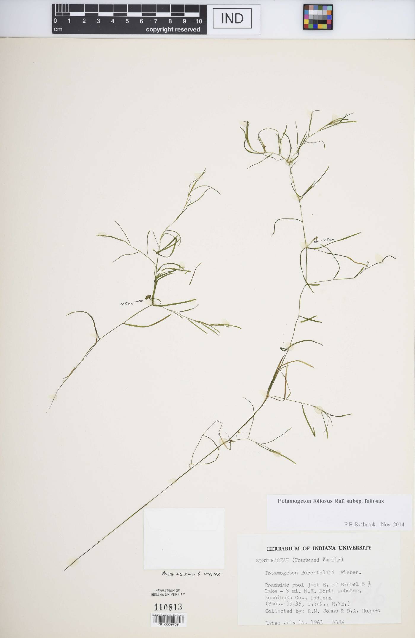 Potamogeton foliosus subsp. foliosus image