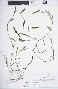 Potamogeton × undulatus image