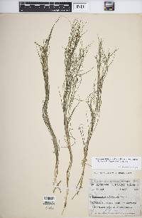 Stuckenia filiformis image