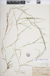 Stuckenia filiformis subsp. occidentalis image