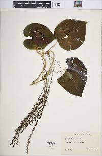 Dioscorea bulbifera image