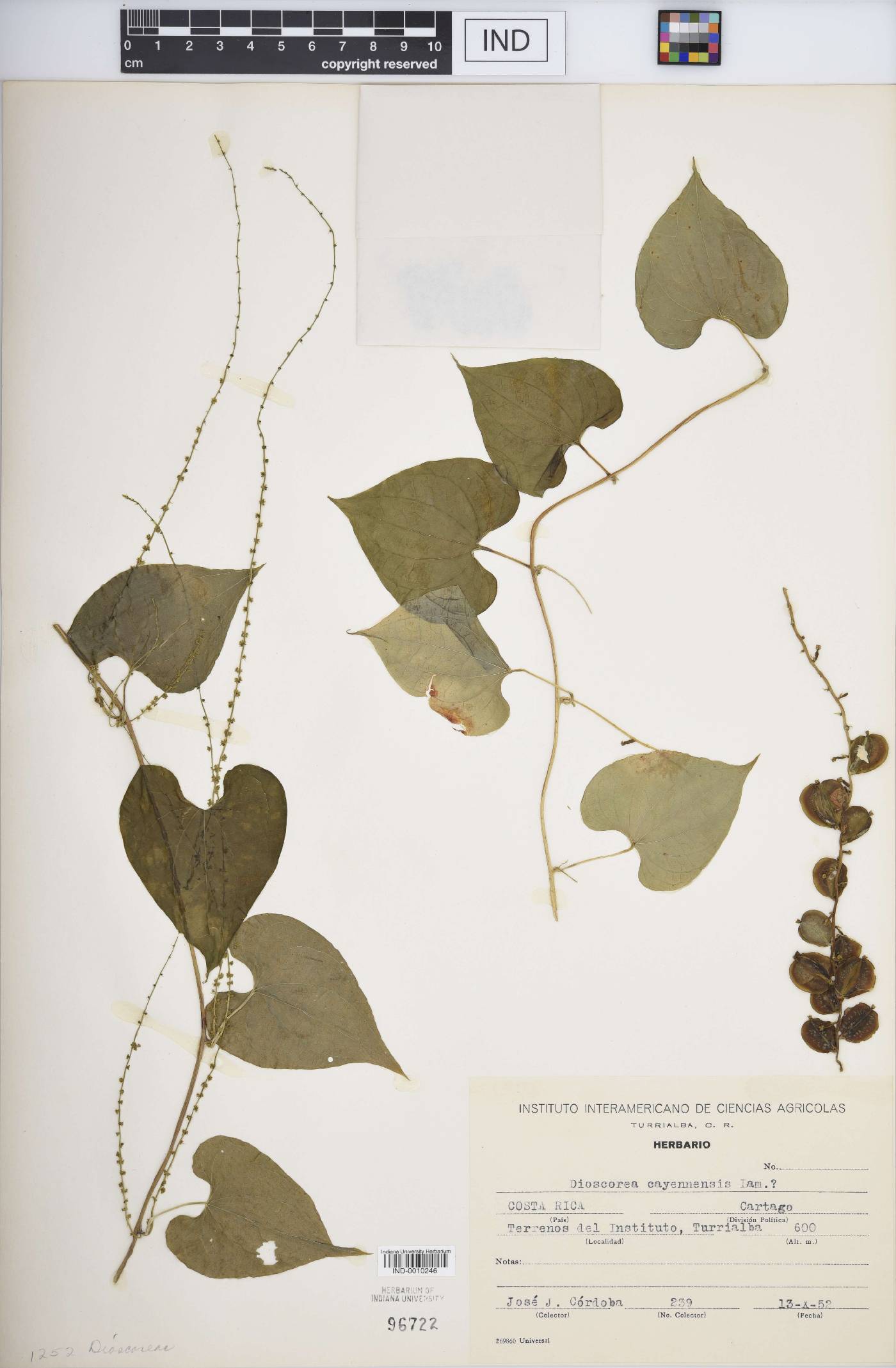 Dioscorea cayennensis image