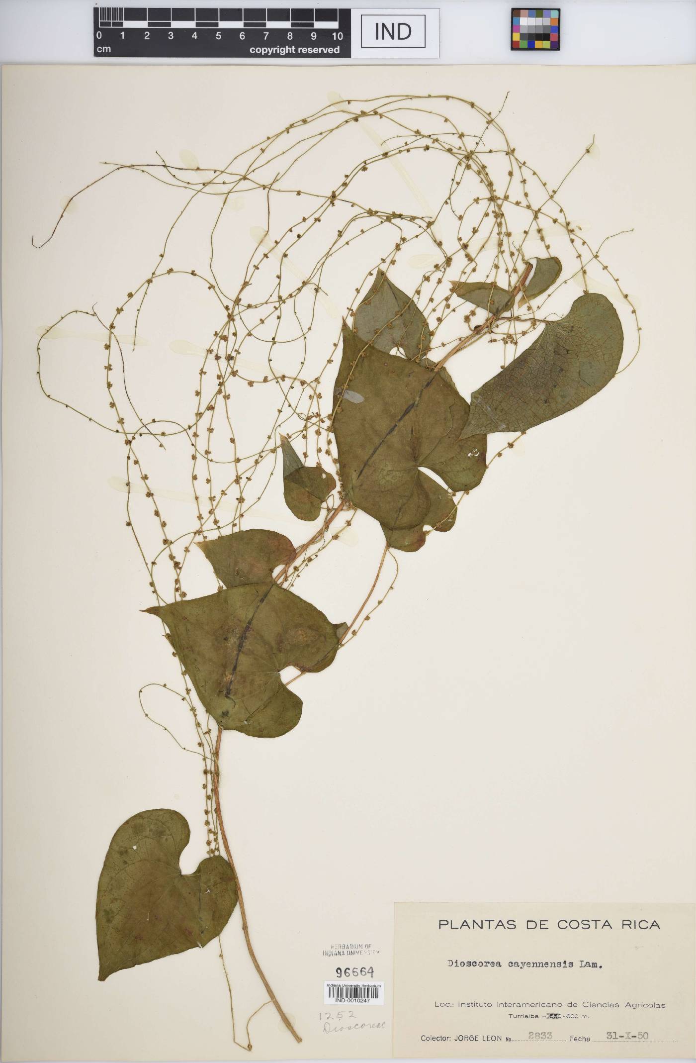 Dioscorea cayennensis image