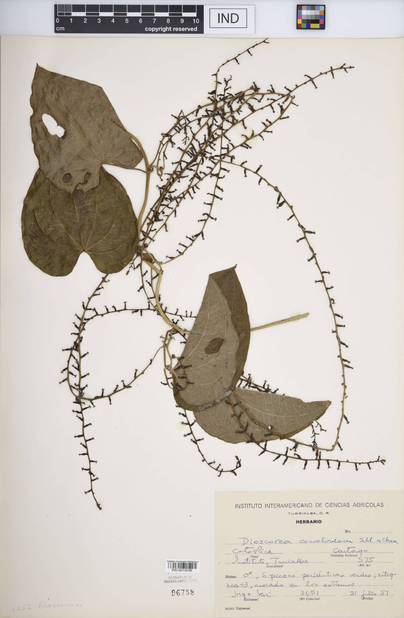 Dioscorea convolvulacea image