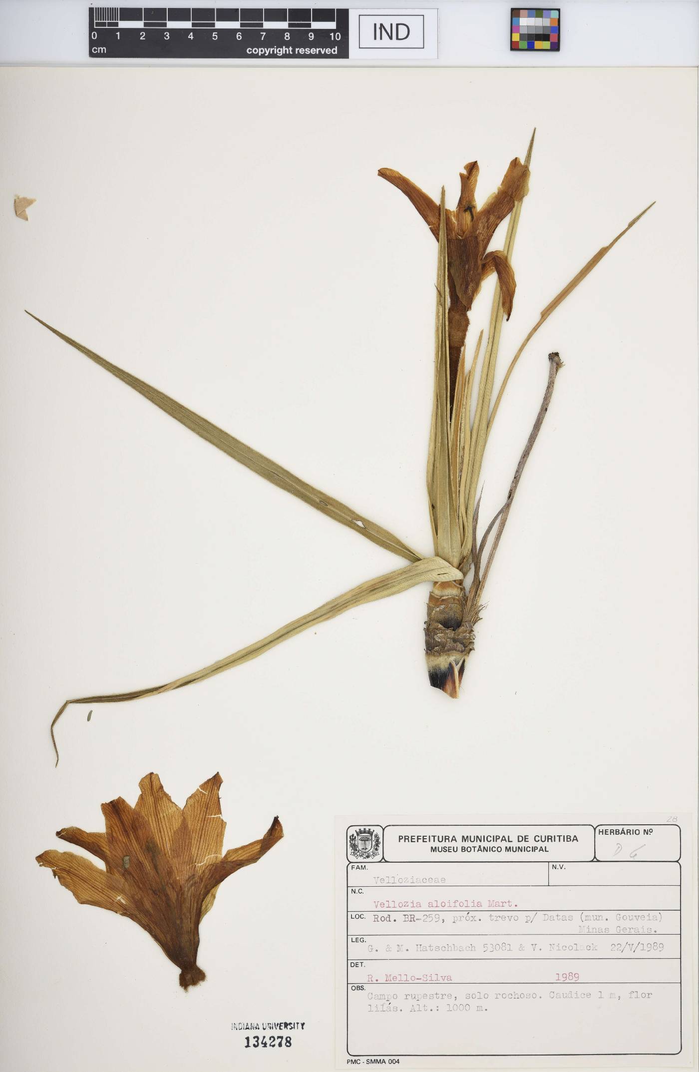 Vellozia aloifolia image