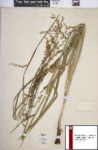 Stenanthium gramineum image