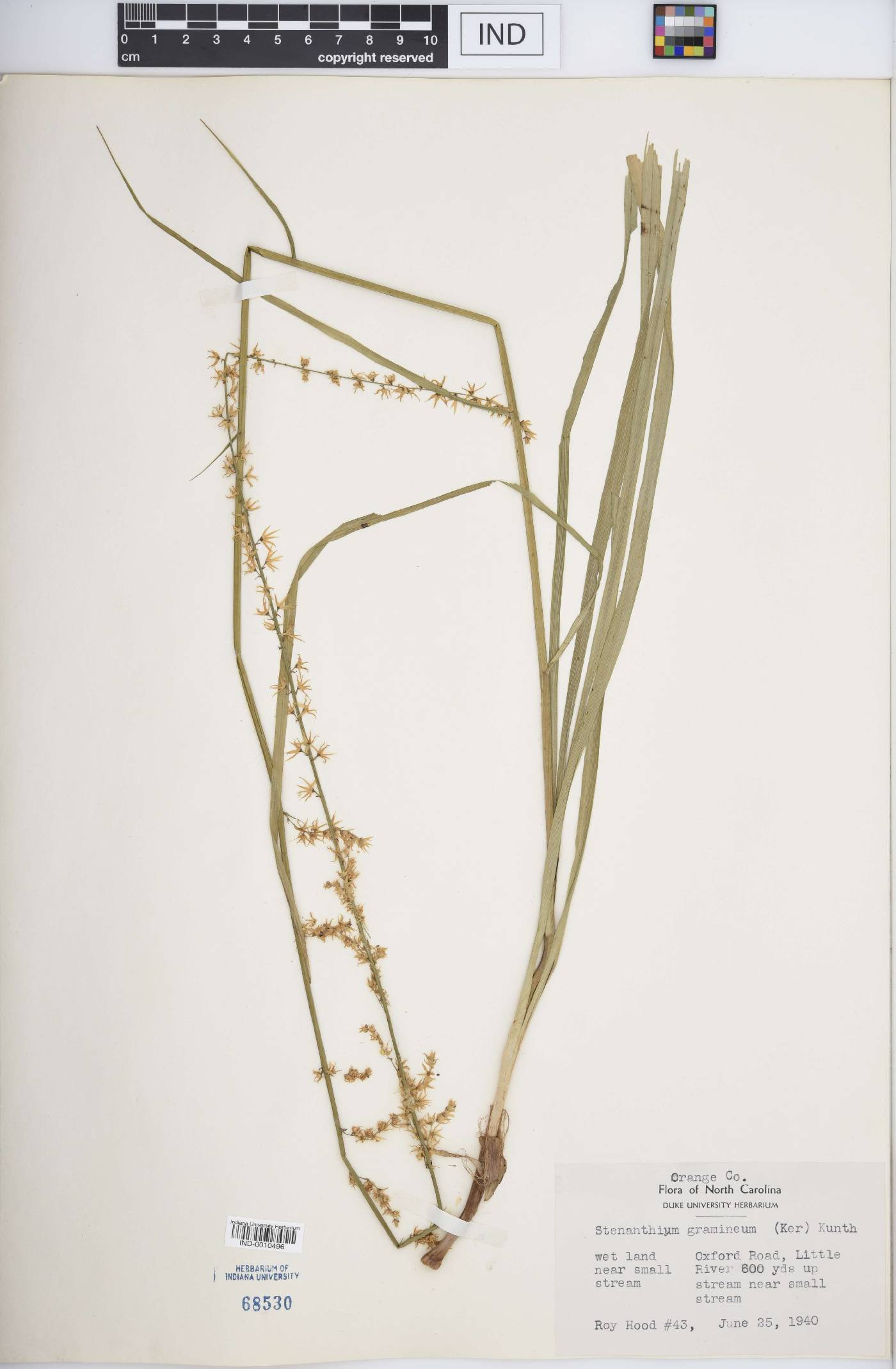 Stenanthium gramineum image