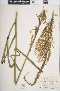 Stenanthium gramineum image