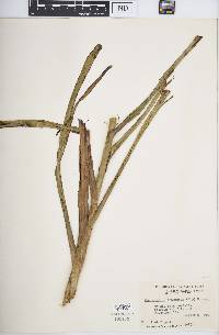 Stenanthium gramineum image