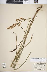 Stenanthium densum image