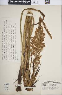 Stenanthium gramineum image