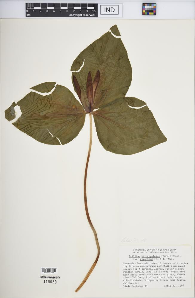 Trillium chloropetalum var. giganteum image