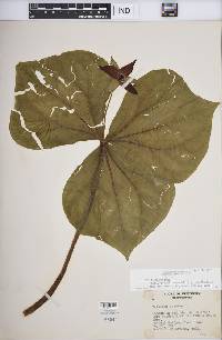 Trillium erectum image