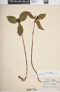 Trillium recurvatum image